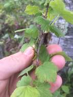 Image of eastern prickly gooseberry