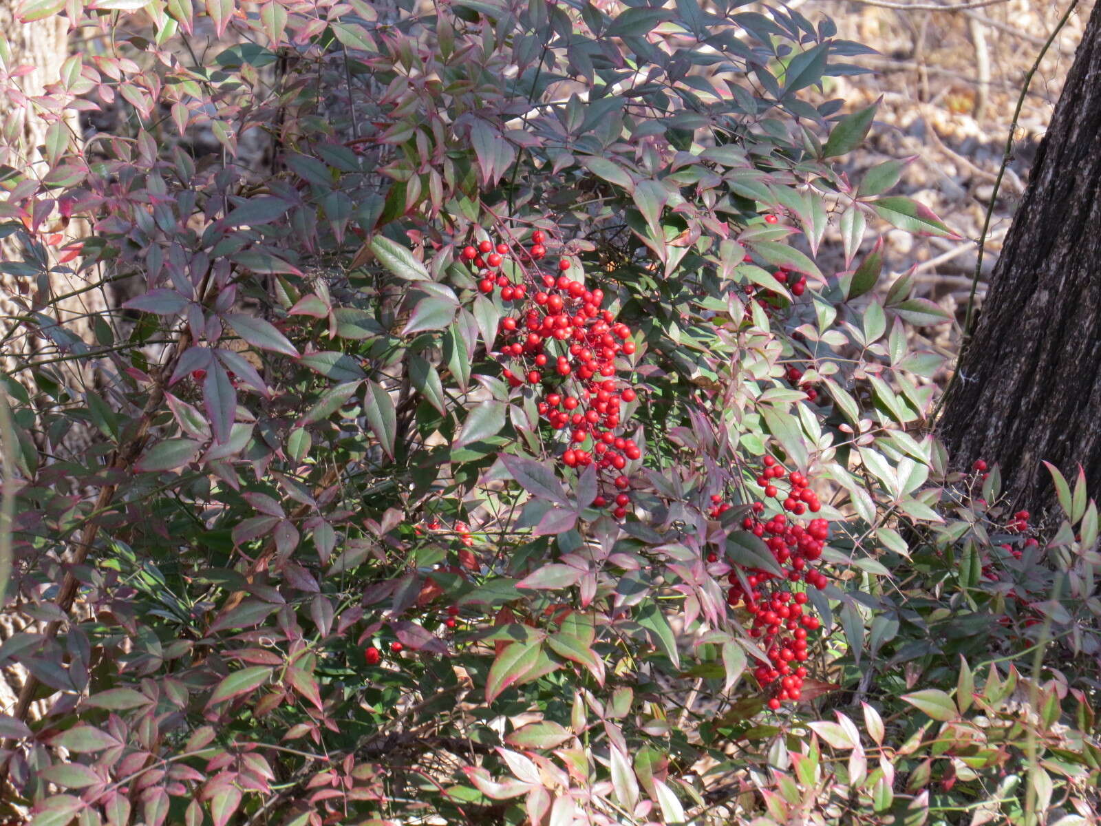 Image of nandina