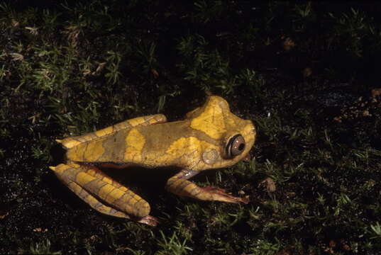 Image of Boana diabolica (Fouquet, Martinez, Zeidler, Courtois, Gaucher, Blanc, Lima, Souza, Rodrigues & Kok 2016)