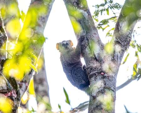 Image of Buffy-headed Marmoset