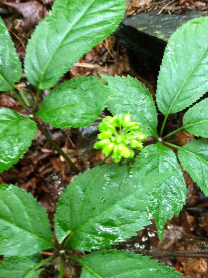 Panax quinquefolius L. resmi