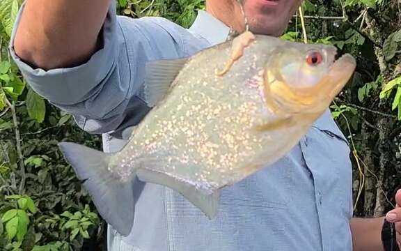 Image of Red-bellied piranha