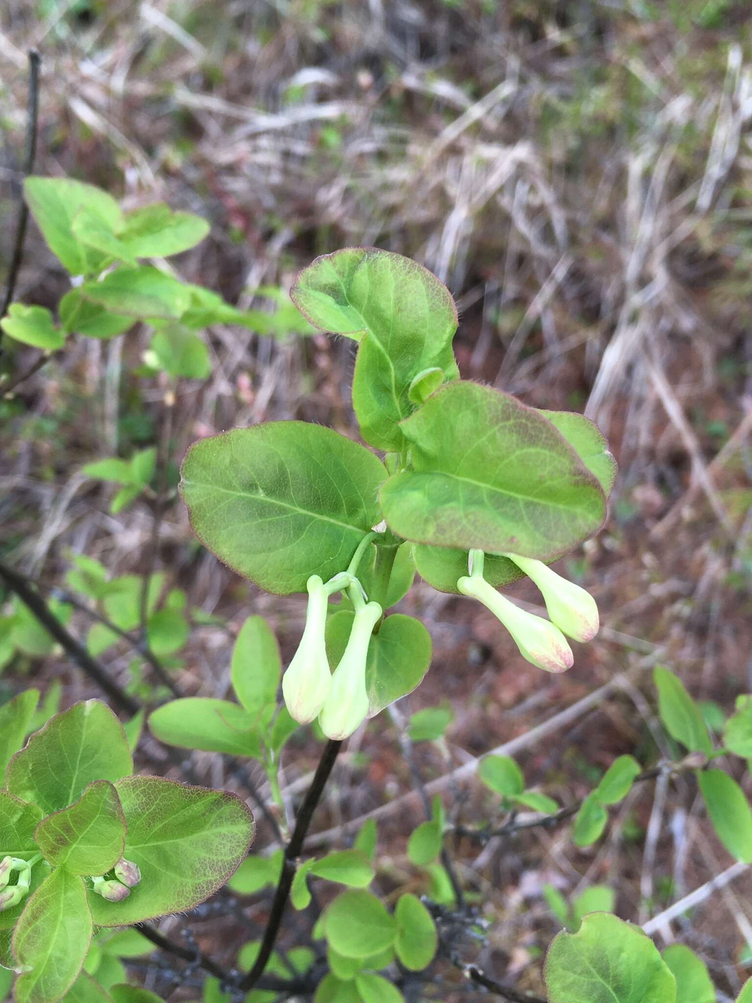 Слика од Lonicera utahensis S. Wats.