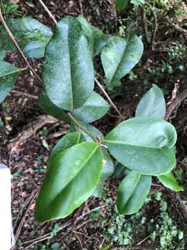 Image of Croton acronychioides F. Muell.