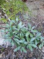 Image of Celmisia bonplandii (J. Buch.) Allan