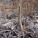 Image of Pilosocereus floccosus subsp. floccosus