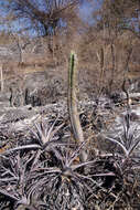 Image of Pilosocereus floccosus subsp. floccosus