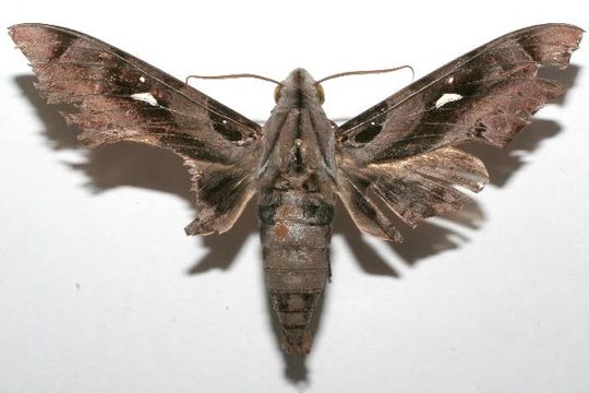 539.blpag 06 srnp 106209 dhj606209 1201560840 jpg.580x360