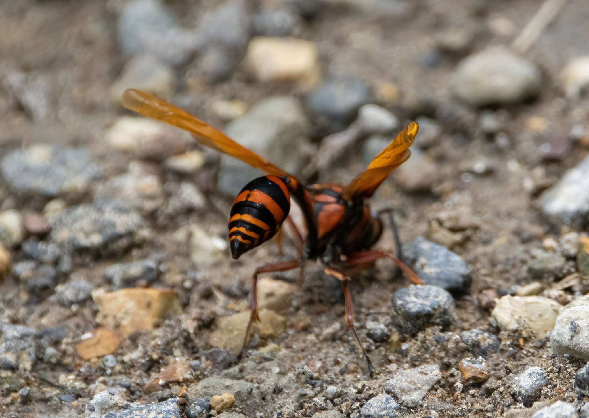 Phimenes arcuatus lyratus (Vecht 1959)的圖片