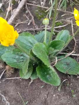 Image of Ranunculus bullatus subsp. bullatus