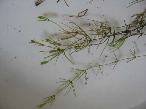 Image of Delicate Stonewort