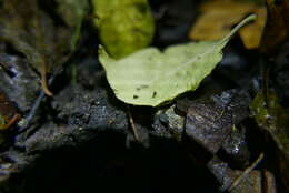 Image of Dicyrtomina saundersi (Lubbock & J 1862)