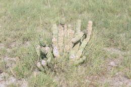 Image of Ceropegia currorii subsp. lugardii (N. E. Br.) Bruyns & Bruyns