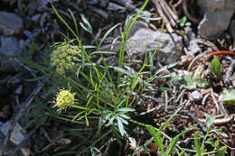 Image of narrowleaf wildparsley