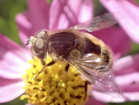 Image of Eristalis abusivus Collin 1931