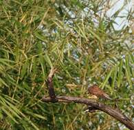 Image of Spotted Kestrel