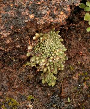 Image of Monanthes pallens (Webb) Christ