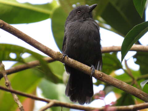 Imagem de Thamnophilus unicolor (Sclater & PL 1859)