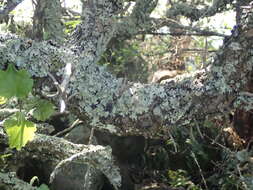 Image of Natal bottlebrush