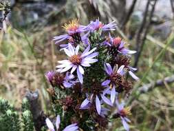 Image of Diplostephium hartwegii Hieron.