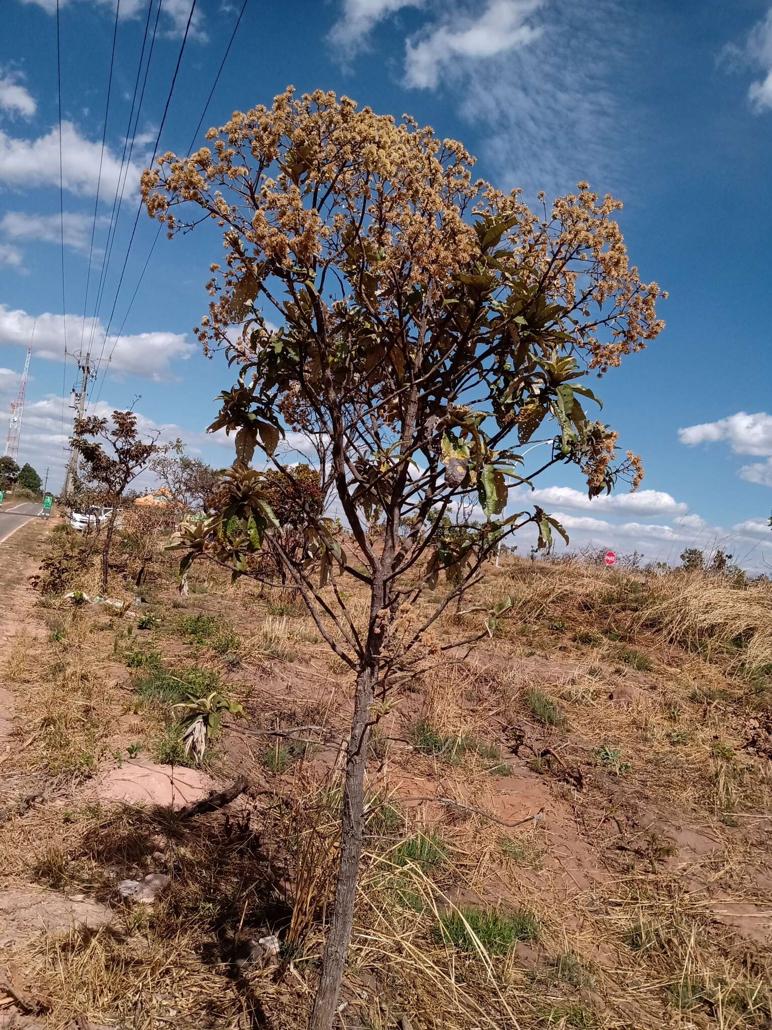 Eremanthus glomerulatus Less. resmi