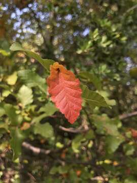 Image of Nothofagus macrocarpa (A. DC.) F. M. Vázquez & R. A. Rodr.