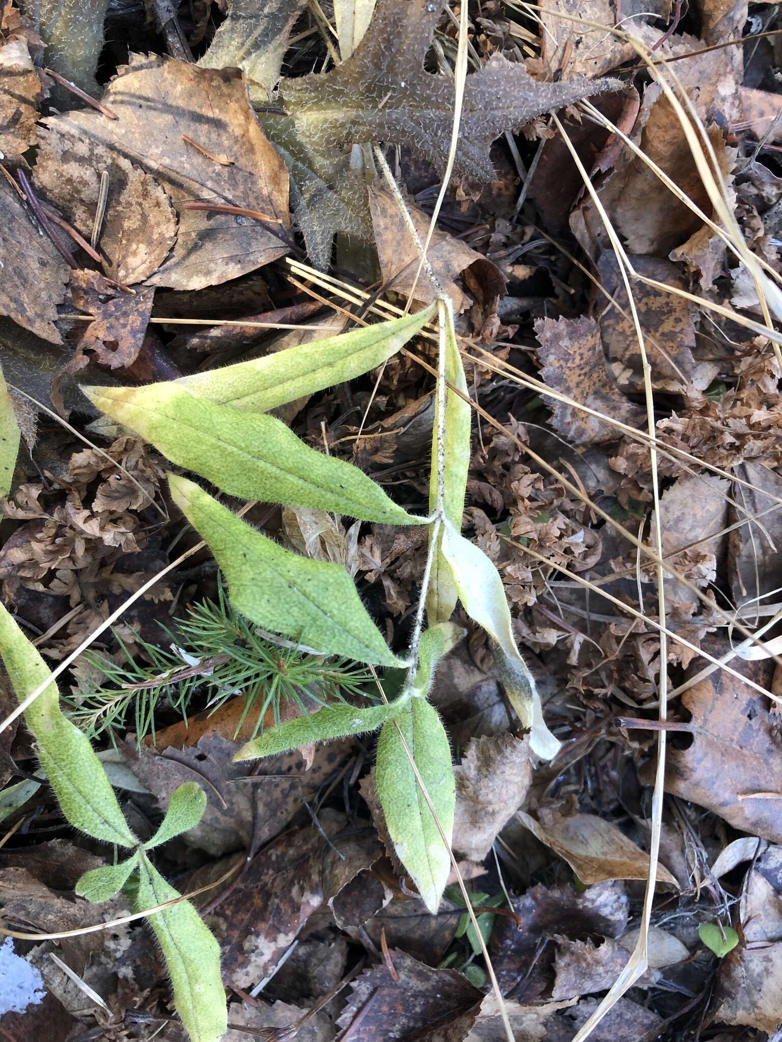 Plancia ëd Cerastium pauciflorum Stev. ex Ser.