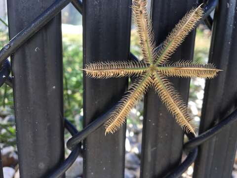 Image of Durban crowfoot grass