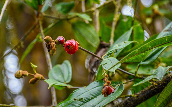 Image of Meriania tomentosa (Cogn.) J. J. Wurdack