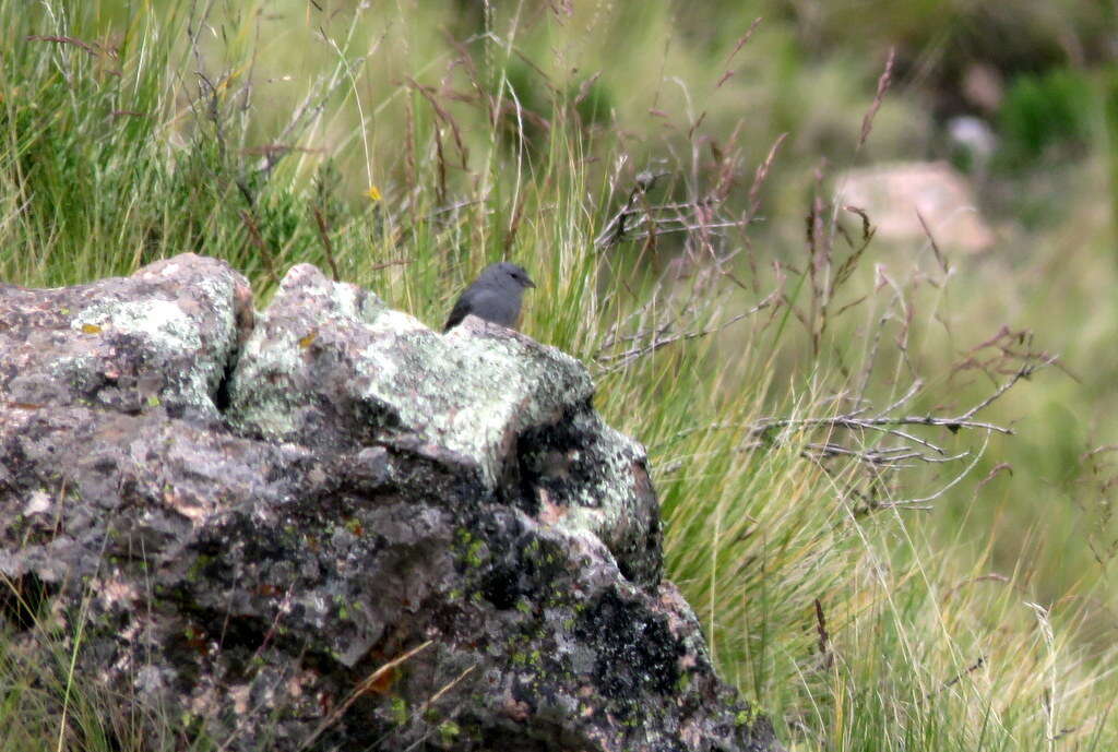 صورة Geospizopsis unicolor (d'Orbigny & Lafresnaye 1837)