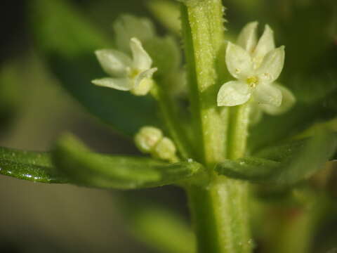 Image of warty bedstraw