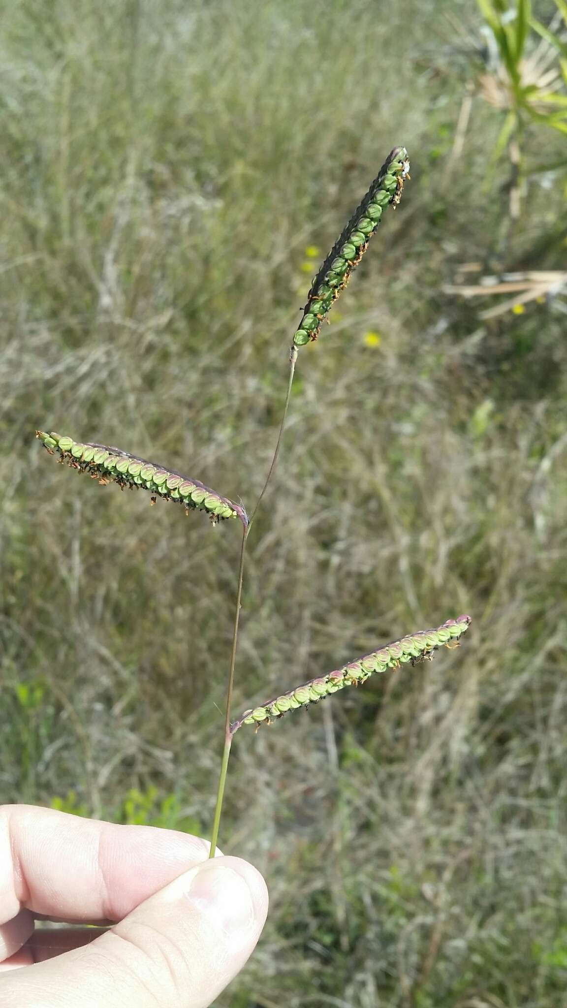 Paspalum praecox Walter的圖片