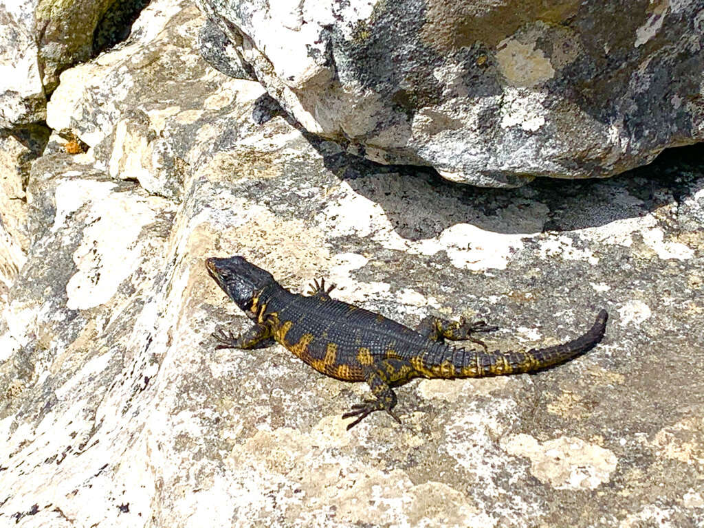 Image de Lézard des rochers