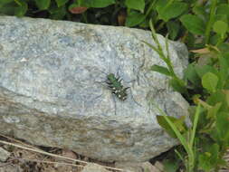 Image of Cicindela (Cicindela) gallica Brullé 1834