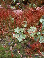 Image de Marchantia polymorpha subsp. ruderalis Bischl. & Boissel.-Dub.