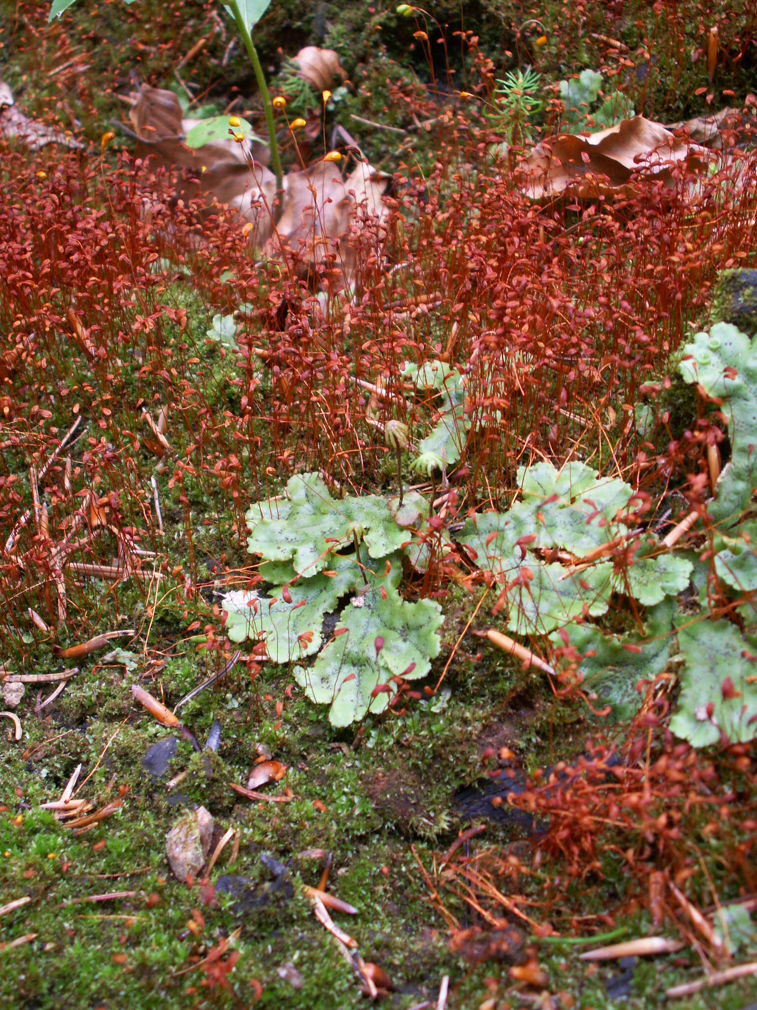 Image of Marchantia polymorpha subsp. ruderalis Bischl. & Boissel.-Dub.