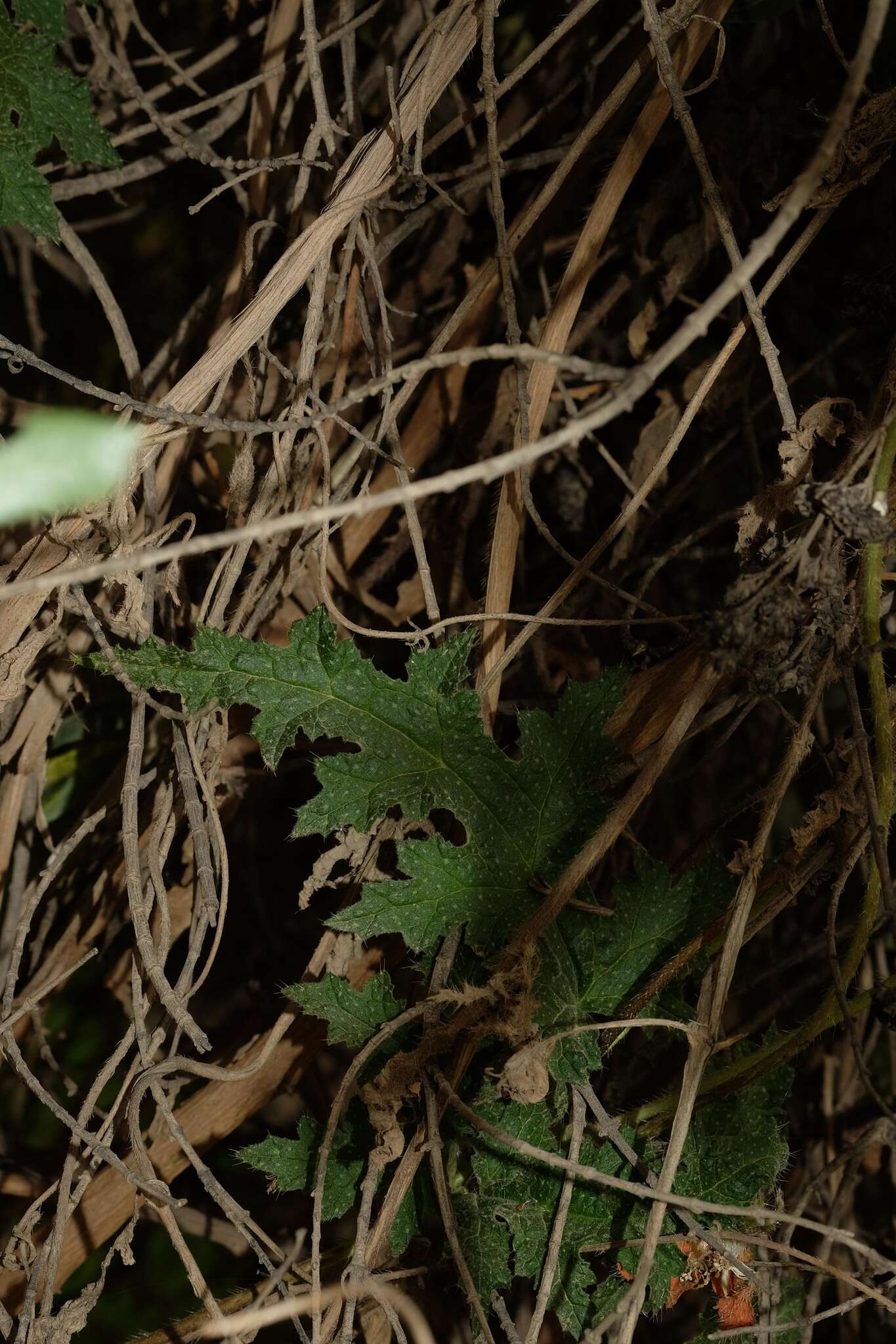 Image of Caiophora cirsiifolia C. Presl