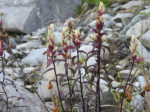 Image of elegant Indian paintbrush