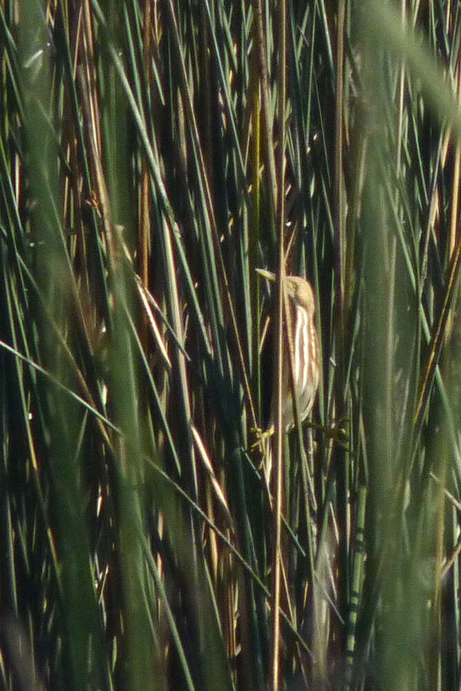 Image of Stripe-backed Bittern