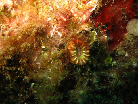 Caryophyllia subgen. Caryophyllia Lamarck 1801 resmi