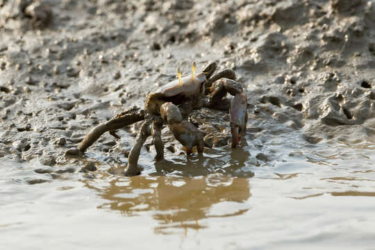 Macrophthalmus (Mareotis) definitus Adams & White 1849 resmi