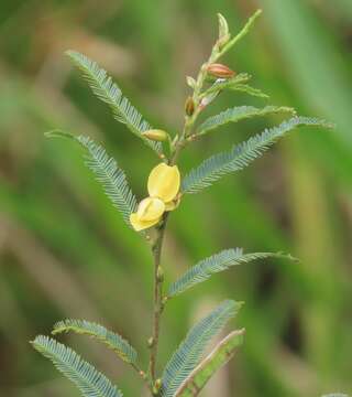 Image of Chamaecrista plumosa E. Mey.