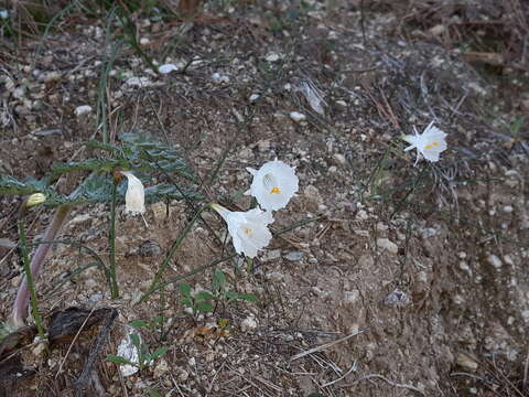 Image of Narcissus cantabricus DC.