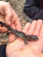 Image of Jefferson Salamander