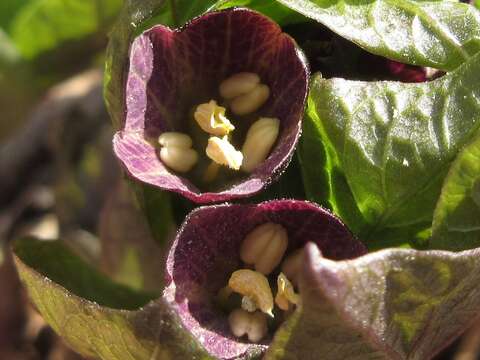 Image of Scopolia japonica Maxim.