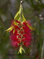 صورة Callistemon viminalis subsp. viminalis