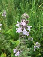 Image of Hairy Hedge-Nettle