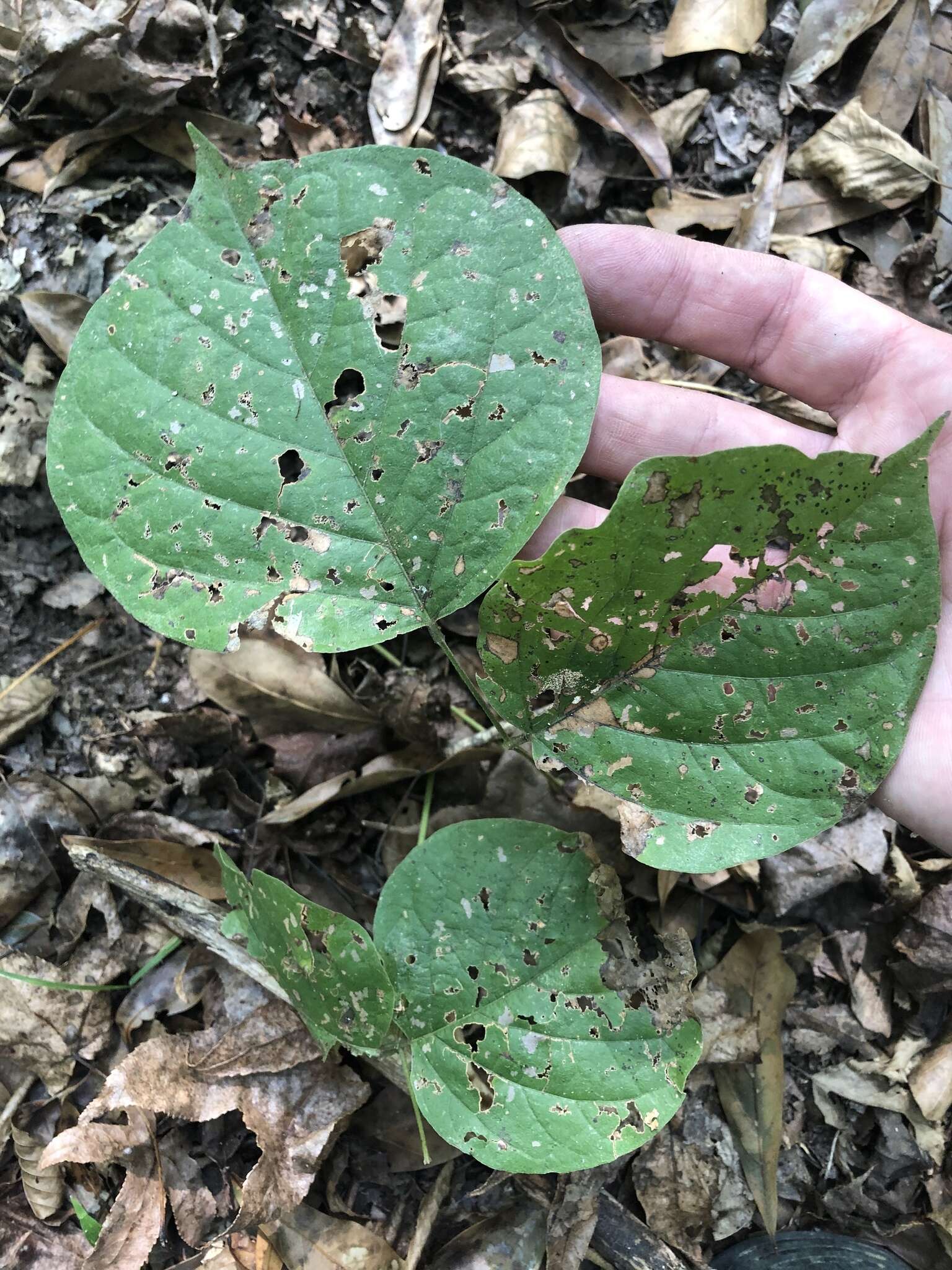 Plancia ëd Lackeya multiflora (Torr. & A. Gray) Fortunato et al.