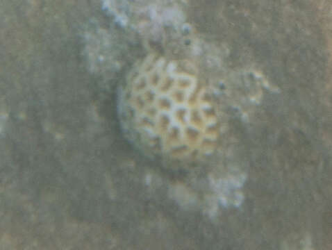Image of Golfball Coral