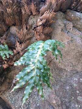 Imagem de Aglaomorpha quercifolia (L.) Hovenkamp & S. Linds.